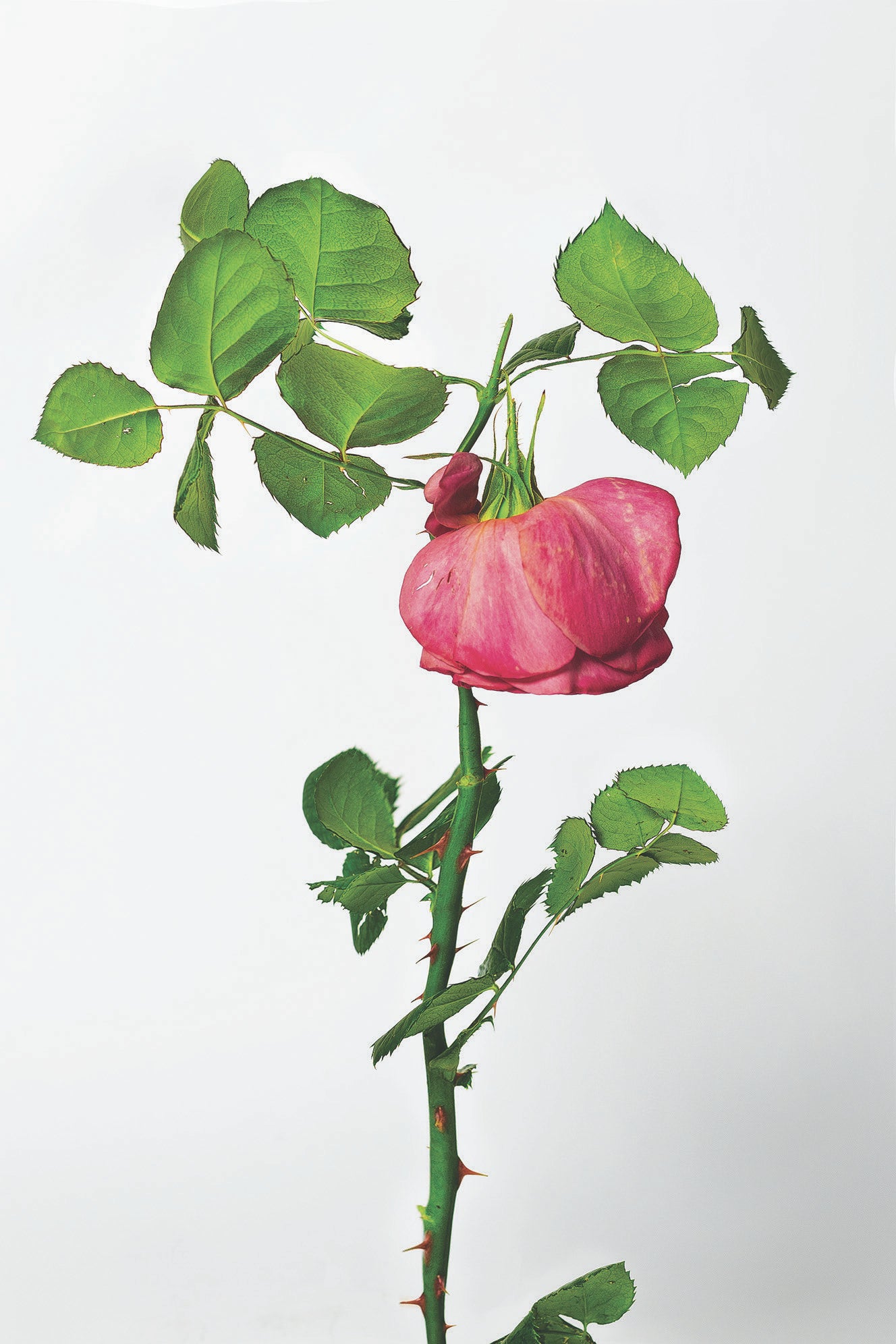 Untitled II, 2025 Limited Edition Print