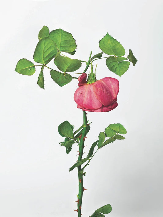 Untitled II, 2025 Limited Edition Print - A5