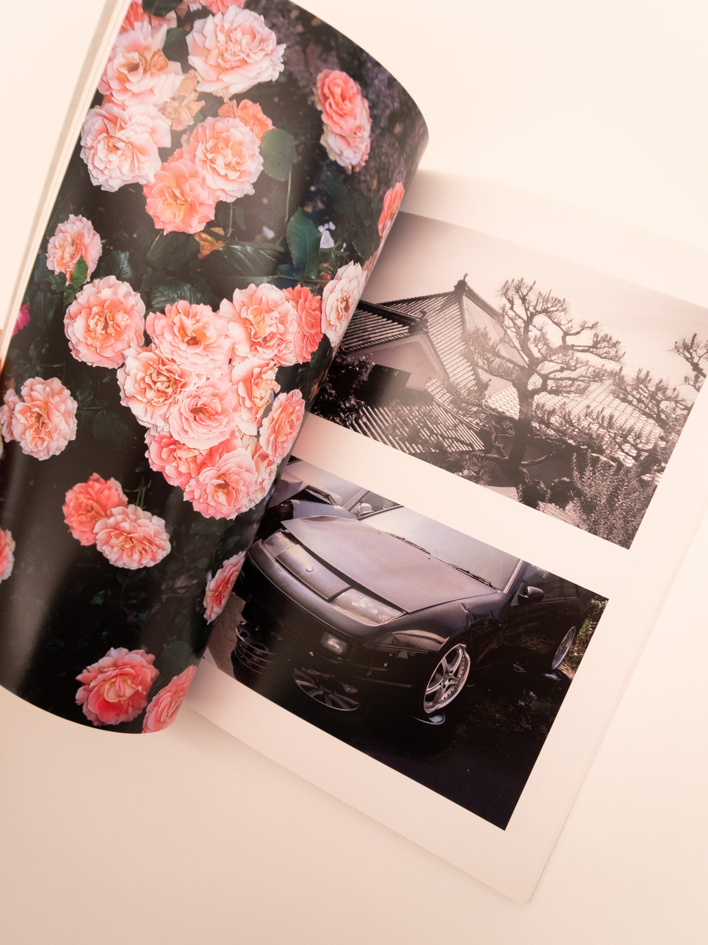 City of Roses - Sly Morikawa